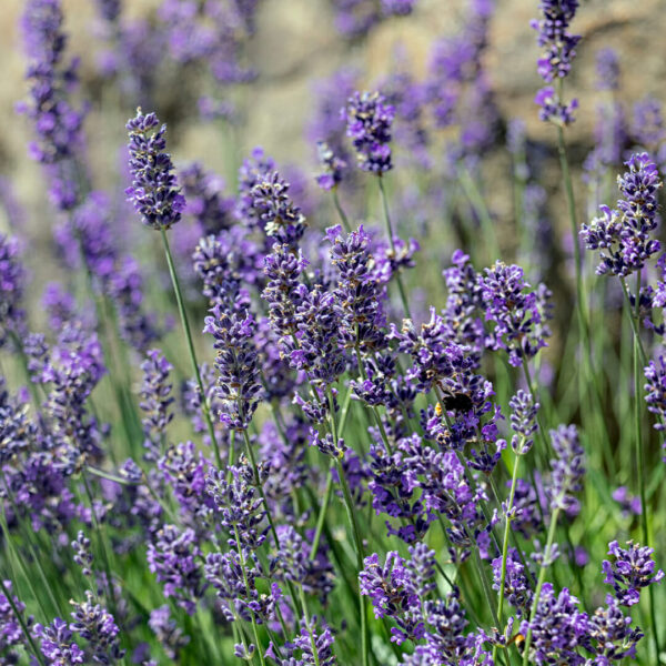 Close-up of blooming Lavandula ‘Munstead’ Dwarf Lavender with purple petals and green stems in a 4" pot, set against a blurred background.