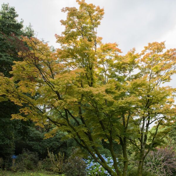 An Acer 'Senkaki/Coral Bark' Japanese Maple with yellow-green foliage stands in a garden amid other greenery and blue flowering plants under an overcast sky.