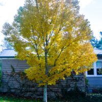 A Fraxinus 'Golden Ash' Tree with vivid yellow autumn leaves stands before a house with light brown siding, its fallen foliage scattered across the lawn.