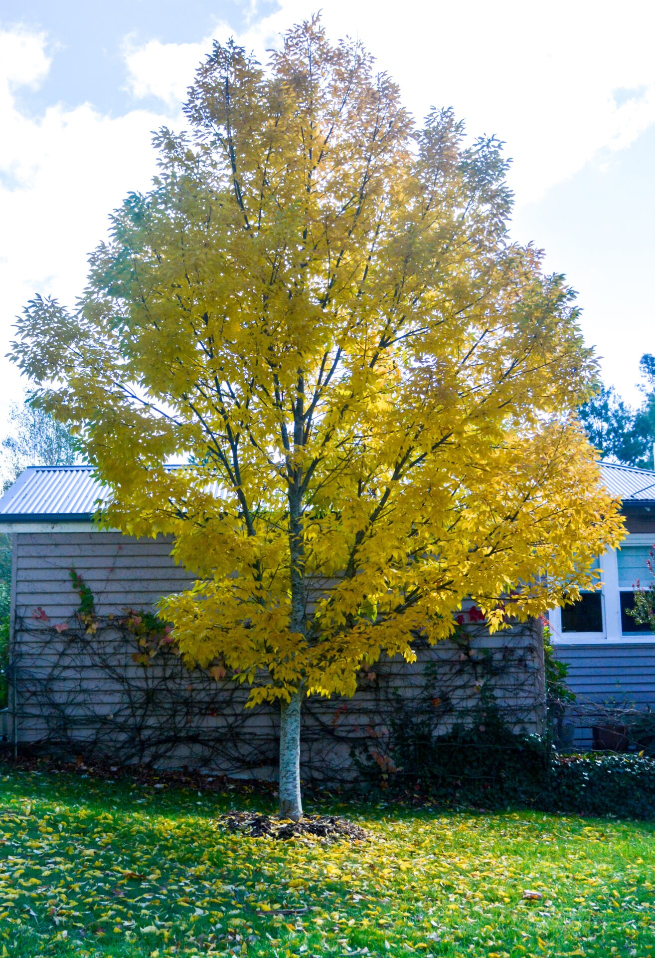 A Fraxinus 'Golden Ash' Tree with vivid yellow autumn leaves stands before a house with light brown siding, its fallen foliage scattered across the lawn.
