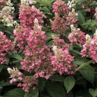 A dense cluster of pink and white Hydrangea 'Sundae Fraise' blooms among green leaves in an 8" pot.
