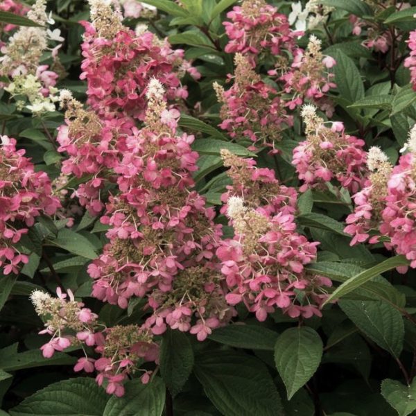 A dense cluster of pink and white Hydrangea 'Sundae Fraise' blooms among green leaves in an 8" pot.