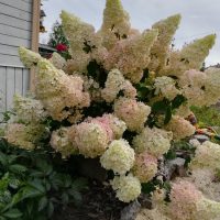 A bush of white and pale pink Hydrangea 'Sundae Fraise' 8" Pot blooming next to a wooden house exterior wall, surrounded by green foliage and a sandy ground area, all thriving beautifully.