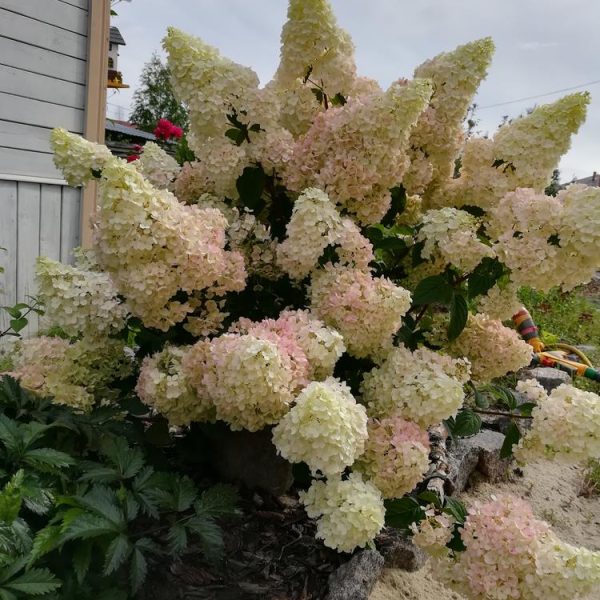 A bush of white and pale pink Hydrangea 'Sundae Fraise' 8" Pot blooming next to a wooden house exterior wall, surrounded by green foliage and a sandy ground area, all thriving beautifully.