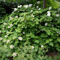 A lush green shrub in a Hydrangea 'Sundae Fraise' 8" Pot with white flowers, reminiscent of a Sundae Fraise hydrangea, grows in a garden with various plants and trees in the background.