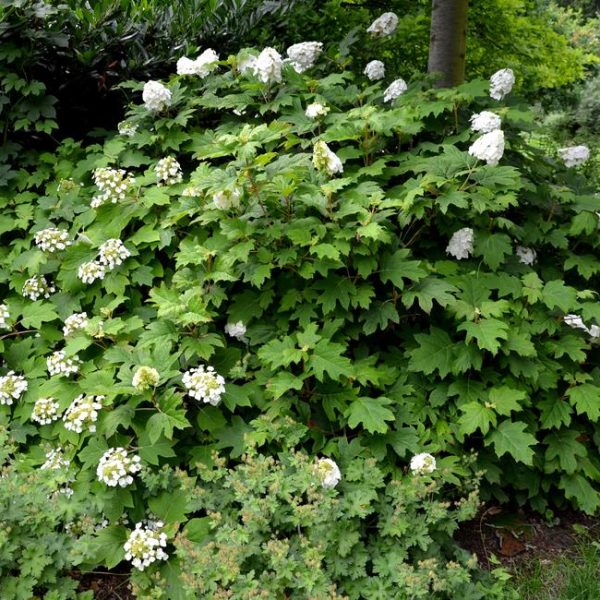 A lush green shrub in a Hydrangea 'Sundae Fraise' 8" Pot with white flowers, reminiscent of a Sundae Fraise hydrangea, grows in a garden with various plants and trees in the background.