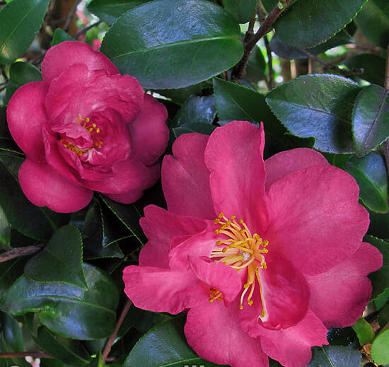 Camellia "Roseanne"