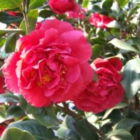 Camellia "Kramer’s Supreme"