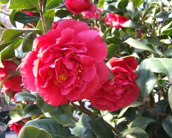 Camellia "Kramer’s Supreme"