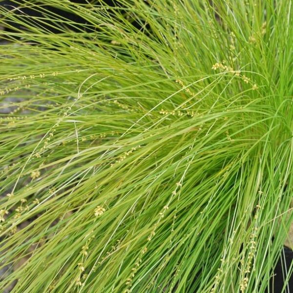 Close-up of lush Lomandra 'Lime Divine' PBR features thin, pointed blades and small beige seed heads, adding elegance to your garden. Ideal for a 6" pot.