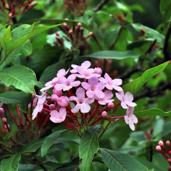 Close-up of a cluster of light pink Hydrangea flowers with dark green leaves in the background. Some flower buds are visible, indicating they are about to bloom. This lovely Hydrangea 'Sundae Fraise' 8" Pot is perfect for adding a touch of elegance to your garden.