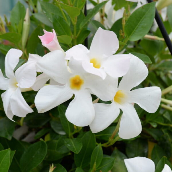 Mandevilla "Aloha Petite White"