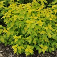 A Hydrangea 'Sundae Fraise' 8" Pot with yellow and green leaves is surrounded by mulch, adding a pop of color to your garden. Consider placing it in an 8" pot for a charming presentation.