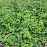 A dense, leafy green Hydrangea 'Sundae Fraise' 8" Pot with small jagged leaves and thin stems growing in an 8" pot outdoors. Soil and small wood chips are visible at the base.