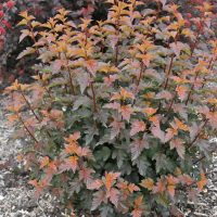 A small shrub, Hydrangea 'Sundae Fraise' 8" Pot, with vibrant orange-red leaves, surrounded by mulch in a garden setting.