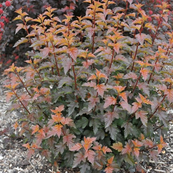 A small shrub, Hydrangea 'Sundae Fraise' 8" Pot, with vibrant orange-red leaves, surrounded by mulch in a garden setting.