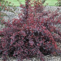 A Hydrangea 'Sundae Fraise' 8" Pot with dark red leaves is planted in a garden, surrounded by mulch and flourishing in an 8" pot.