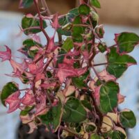 The Senecio 'Wax Vine' Variegated in a 6" pot features vibrant pink bracts and glossy green leaves atop a thin stem, embodying an alluring nature.