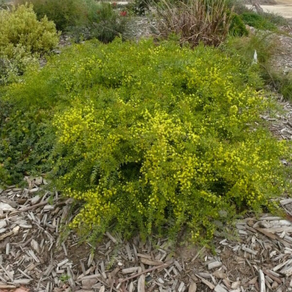 Acacia "Pot o’ Gold"