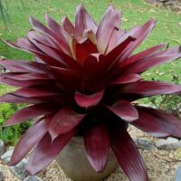 Alcantarea "Divine Plum"