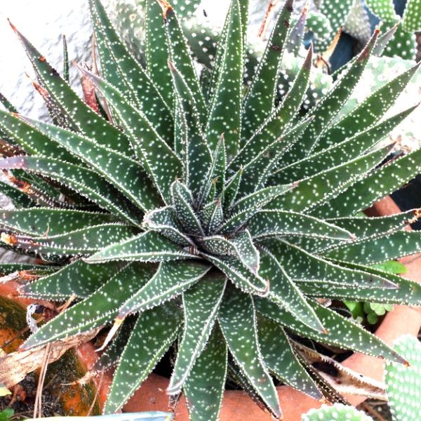Aloe 'Lace Aloe' 6" Pot with thick, pointed leaves covered in white spots, growing in a terracotta pot.