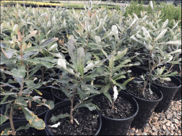 Banksia integrifolia 'Coastal Banksia' 8" Pot plants are neatly arranged outdoors on gravel, likely in a nursery.