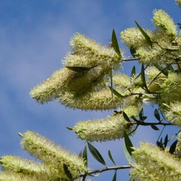 Branches with fluffy, yellow blossoms of the Callistemon 'Candelabra' 6" Pot plant against a clear blue sky.