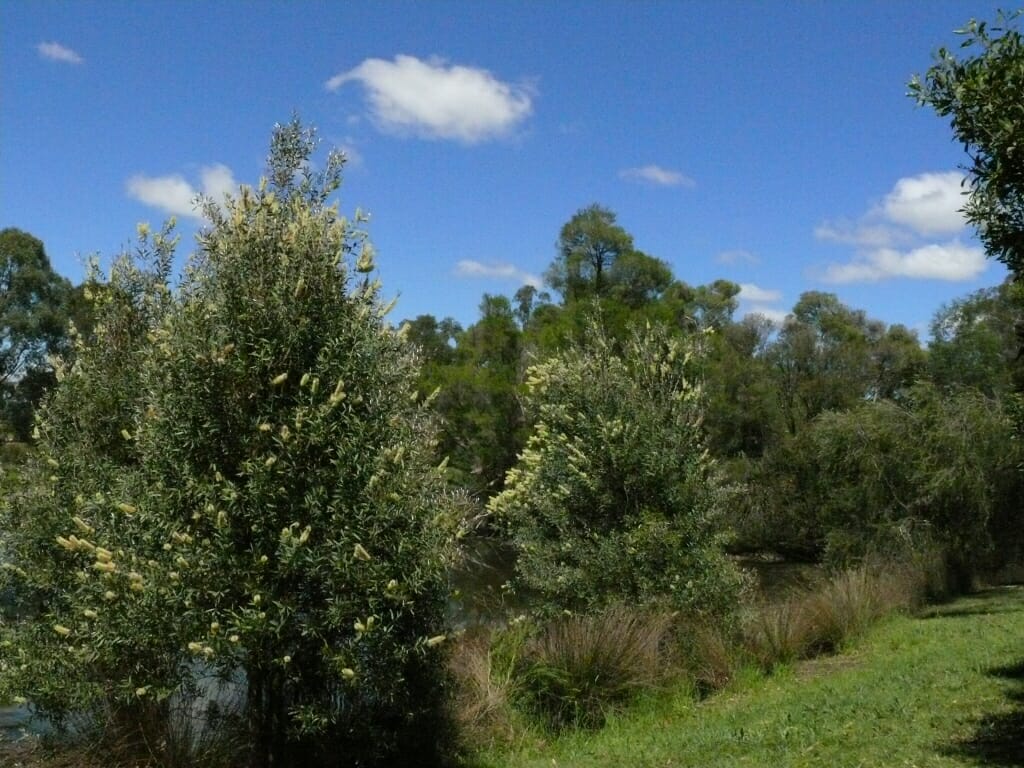Callistemon "Candelabra"