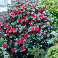 Large Shrubs (1.5m plus)