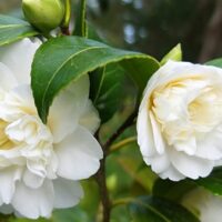 Camellia "Man Size"