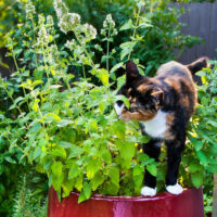 Catnip