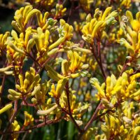 Anigozanthos 'Gold Velvet™' Kangaroo Paw blooms with fuzzy yellow petals and reddish stems in an 8" pot, creating a striking display against a soft-focus natural background.