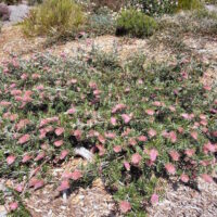 Grevillea "Carpet Layer"