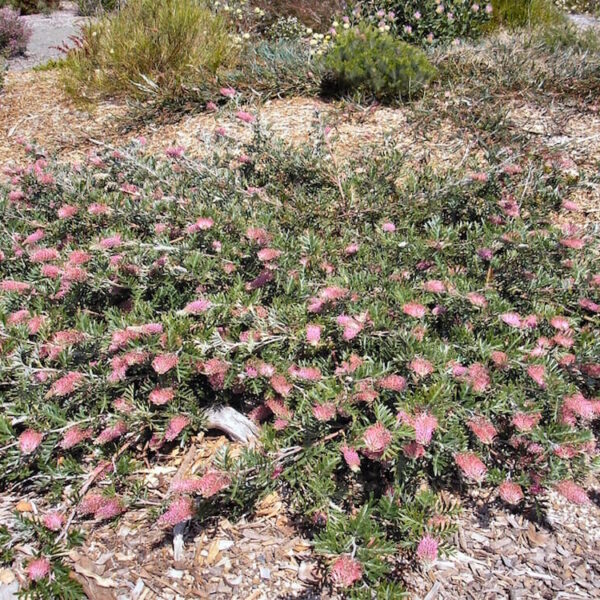 Grevillea "Carpet Layer"