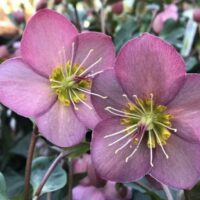 Helleborus "Ice 'n Roses Rose"