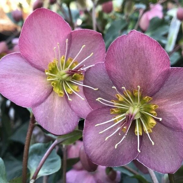 Helleborus "Ice 'n Roses Rose"