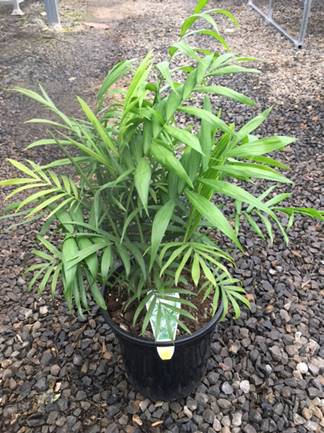 Chamaedorea elegans 'Parlour Palm' 10" Pot - Image 3