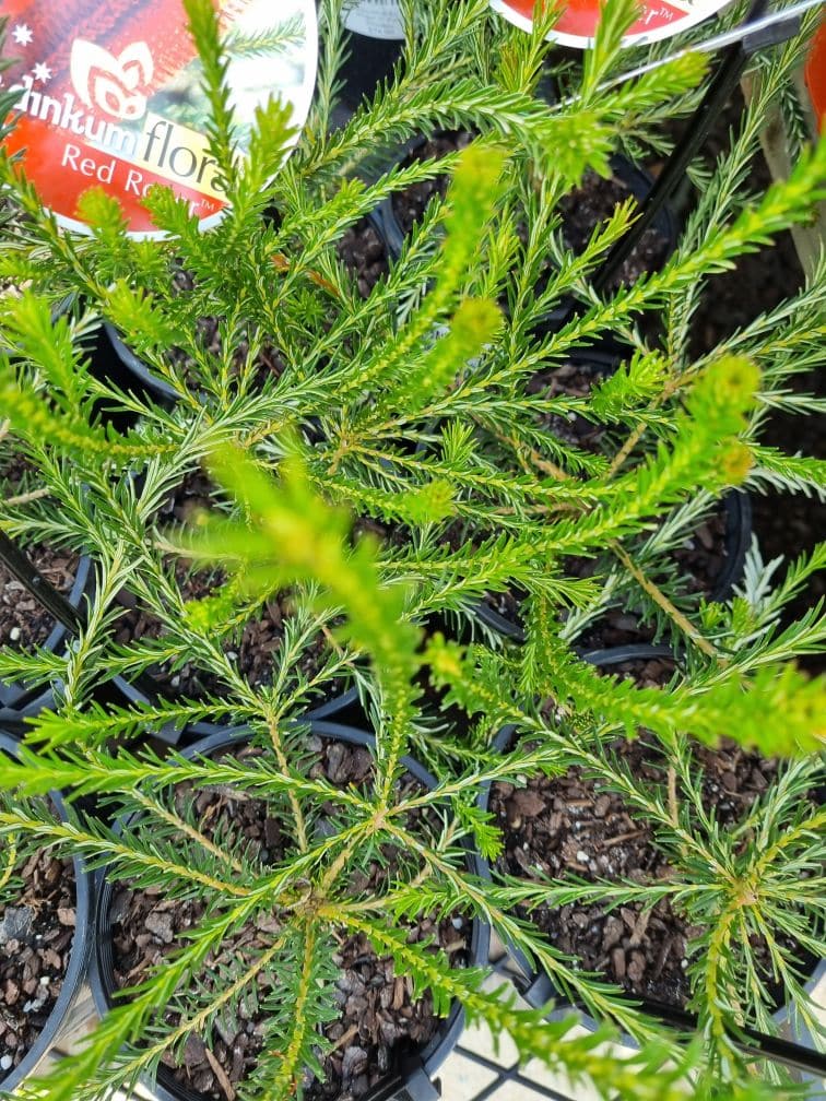 Banksia 'Red Rover' - Image 3