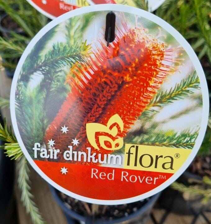 Banksia 'Red Rover' - Image 2