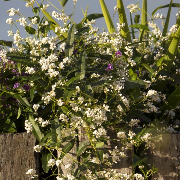 Hardenbergia 'White Out' 6" Pot features a lush white-flowering vine with green leaves cascading over a wooden fence, accented by green and purple plants in natural daylight.