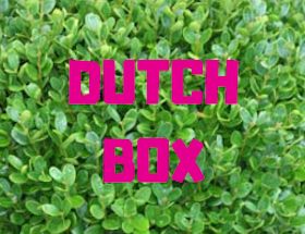 Dutch Box