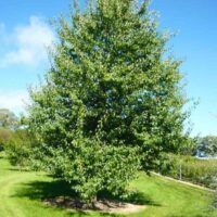 Everscreen Ornamental Pear