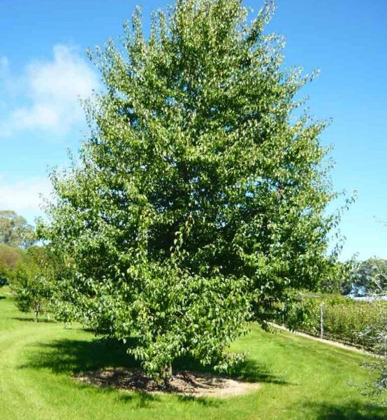 Everscreen Ornamental Pear