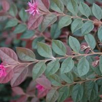 The Loropetalum 'Blush' in a 6" pot features stunning pink flowers and green leaves with a subtle reddish tint.