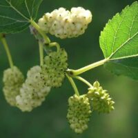 Close-up of a branch featuring unripe white mulberries and vivid green leaves, highlighting the natural beauty of Morus 'White' Mulberry 8" Pot against a softly blurred green backdrop.