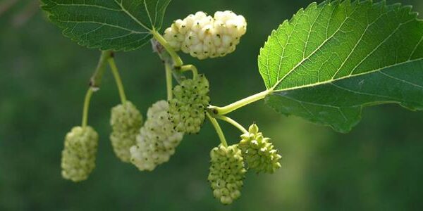 Close-up of a branch featuring unripe white mulberries and vivid green leaves, highlighting the natural beauty of Morus 'White' Mulberry 8" Pot against a softly blurred green backdrop.