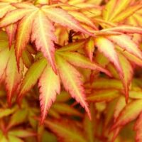A detailed close-up features overlapping red-tipped, yellow leaves filling the frame, elegantly showcasing the Acer 'Orange Dream' Japanese Maple in all its glory from a 13" pot.