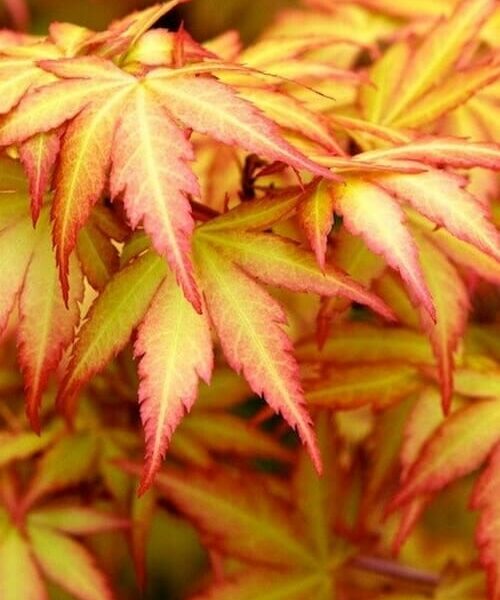 A detailed close-up features overlapping red-tipped, yellow leaves filling the frame, elegantly showcasing the Acer 'Orange Dream' Japanese Maple in all its glory from a 13" pot.