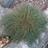 Casuarina "It & A Bit"