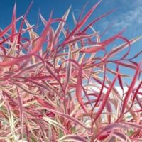 Agonis "Pink Flamingo"